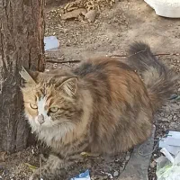 گربه|گربه|یزد, |دیوار