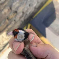 سره