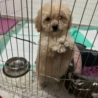 پودل مینیاتوری اپریکات ۳ ماهه|سگ|کرج, گوهردشت|دیوار