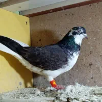 کبوتر قاره دم سفید بضمانت ساعت و بازی