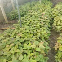 نهال بزر کیوی|گل و گیاه طبیعی|چوبر, |دیوار