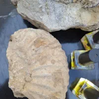 فسیل|کلکسیون اشیاء عتیقه|بجنورد, |دیوار