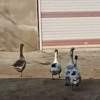 غاز محلی|حیوانات مزرعه|کومله, |دیوار