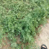 فروش سبزی خورشتی