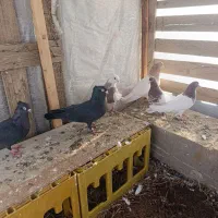 کبوتر ۶تا|پرنده|سنندج, |دیوار