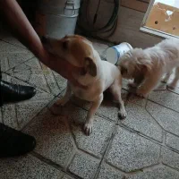 واگذاری پاپی|سگ|اصفهان, باتون|دیوار