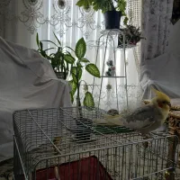 عروس هلندی