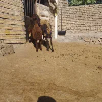یک عدد میش جوان با دو عدد بره|حیوانات مزرعه|الشتر, |دیوار