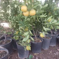 انواع نهال ثمری و زینتی|خدمات باغبانی و درختکاری|شیراز, گل سرخ|دیوار