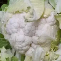 گل ترشی برای شرکت های ترشی تولید کننده های محترم