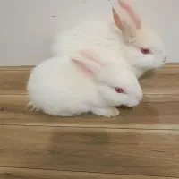 یه جفت خرگوش سفید نر و ماده اهلی خونگی|موش و خرگوش|نهاوند, |دیوار