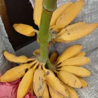 فروش نهال موز بسیار مرغوب