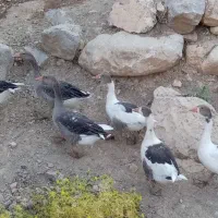 غاز