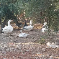 غاز|حیوانات مزرعه|مرودشت, بیست متری بیمارستان|دیوار