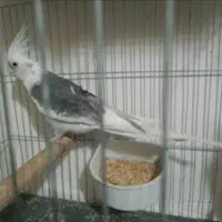 عروس هلندی وایت فیس دوکت