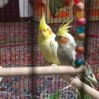 یک. جفت عروس هلندی