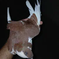 شادگان