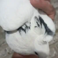 چهارعددکبوتر|پرنده|کامیاران, |دیوار