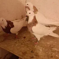 کبوتر طوقی|پرنده|لالجین, |دیوار