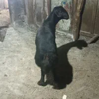 دو راس گوچ قره قیزیل|حیوانات مزرعه|ترکمانچای, |دیوار