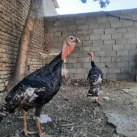 بوقلمون نر جوان