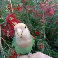 گمشده ( مژدگانی )