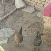 مرغ لری اصل