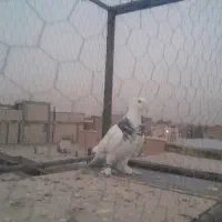 کبوتر طوقی|پرنده|لنجان, |دیوار