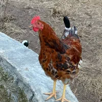 معاوضه با اردک