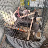 عروس هلندی بالغ|پرنده|پاکدشت, پاکدشت (مامازند)|دیوار