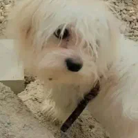 سگ پامر نژاد شیتزو|سگ|یاسوج, |دیوار