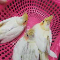 جوجه عروس هلندی لوتینو|پرنده|رامهرمز, |دیوار