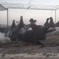 فروش کبوتر|پرنده|تربت‌حیدریه, بیمارستان رازی|دیوار