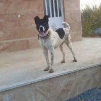 واگذاری ماده قهدرجون