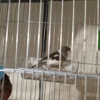 قناری نروماده|پرنده|فولادشهر, مسکن مهر فولادشهر|دیوار