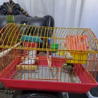 فنچ نر و ماده|پرنده|تبریز, |دیوار