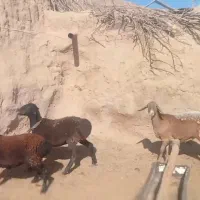 سه راس کاور چینی اصیل لختی،|حیوانات مزرعه|بردسکن, |دیوار