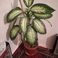 گل طبیعی دیفن باخیا