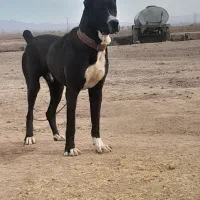 سگ اصیل|کفش و لباس بچه|خواف, |دیوار