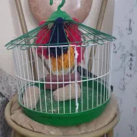 قفس گرد