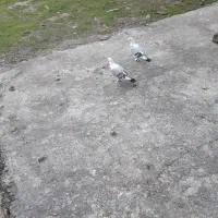 کبوتربلژیکی