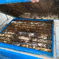 عسل (عمده)|عمده‌فروشی|تهران, سلسبیل شمالی|دیوار