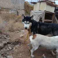 هاسکی اصلی فوری واگذار میشود|سگ|بجنورد, |دیوار