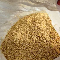 گندم بش دشمن زیاری|خوردنی و آشامیدنی|شیراز, گلشن|دیوار