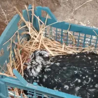 تخم مرغ گلین|حیوانات مزرعه|اردبیل, |دیوار