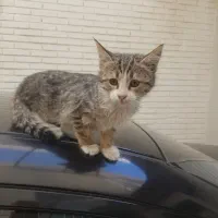 واگذاری گربه