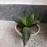 گلدان سالم بزرگ و کوچک|گل و گیاه طبیعی|گلبهار, شهر جدید گلبهار|دیوار