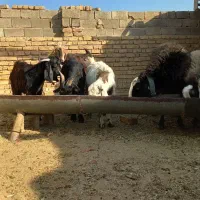 فروش یک راس غوچ شال و۵ تامیش شال|حیوانات مزرعه|شیراز, بید زرد|دیوار