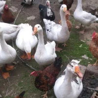 غاز|حیوانات مزرعه|گرگان, |دیوار