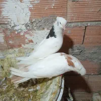 فروش کبوتر طوقی وپرستویی|پرنده|نکا, |دیوار